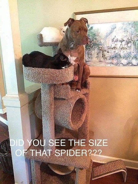 cat dog spider.jpg